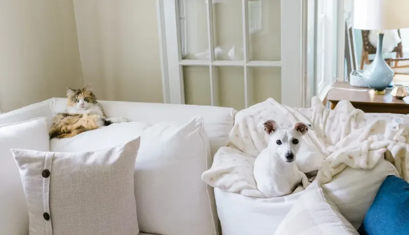 Deux animaux de compagnie, un chat et un chien, sont confortablement installés sur un canapé blanc dans un salon lumineux.