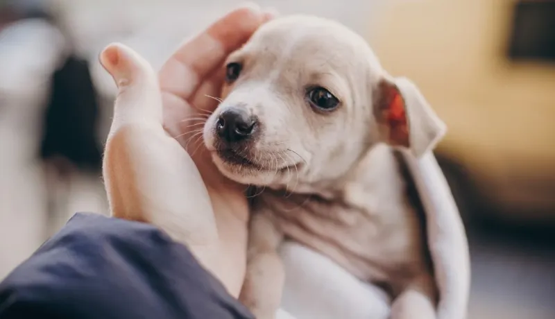 Gros plan sur un chiot dans une main caressante.