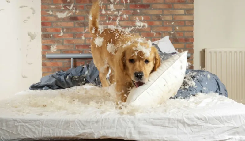Chien Golden Retriever jouant et mordant un oreiller rempli de plumes sur un lit, faisant des dégâts.