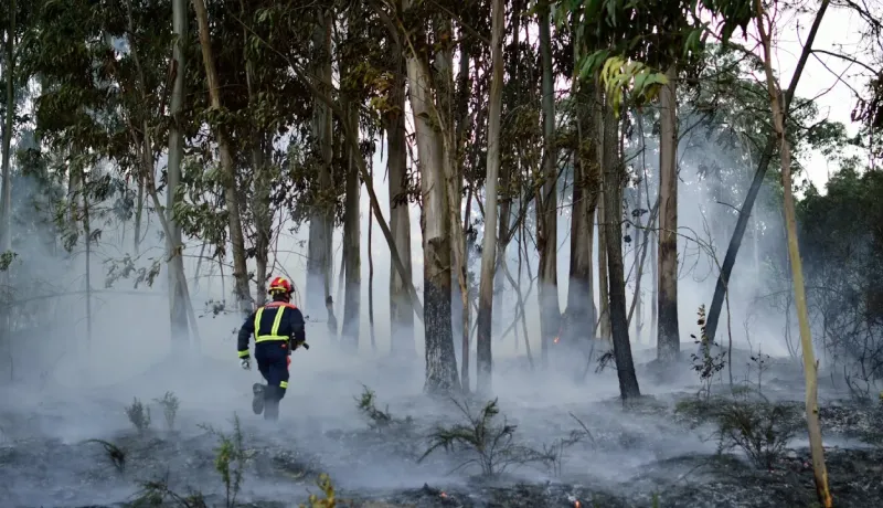 Un pompier en équipement de protection court à travers un nuage de fumée dans une forêt après un incendie de broussailles.