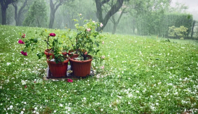 Jardin vert sous la grêle et la pluie torrentielle, avec des rosiers en pots au centre. 