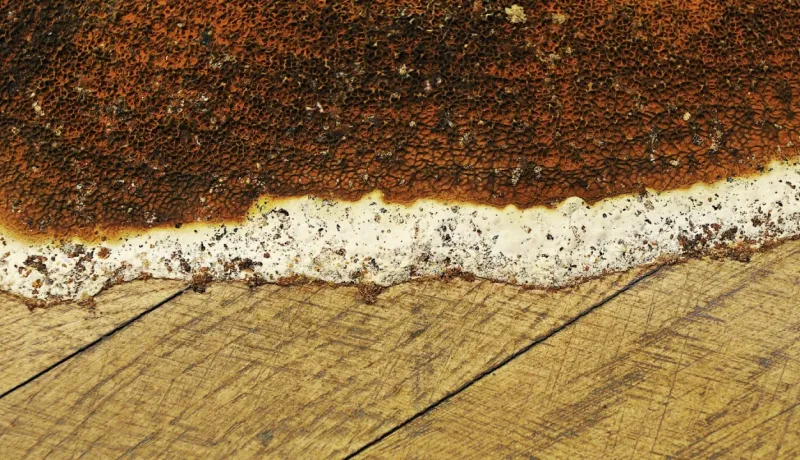 Gros plan texturé de moisissure brun-rouille et blanc s'étendant sur des planches de bois.