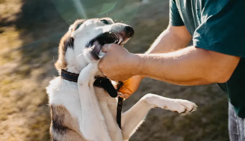 Gros plan sur un chien jouant et mordillant la main de son propriétaire, en extérieur.