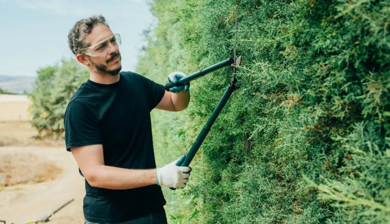 Un homme portant des lunettes de sécurité et des gants taille une grande haie avec des cisailles de jardin professionnelles.