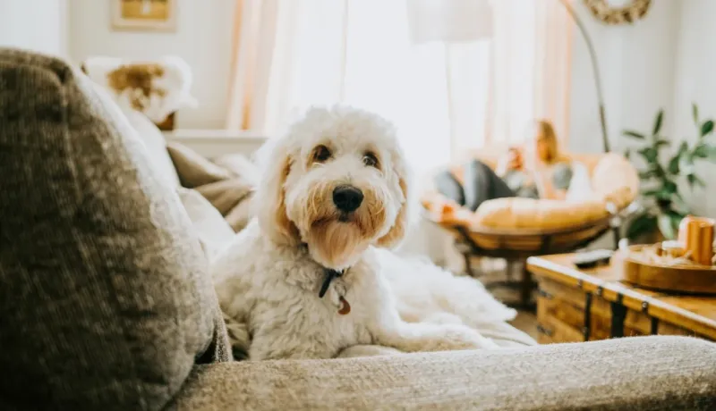Un chien blanc aux longs poils est assis sur un canapé, fixant la caméra, dans un salon éclairé.